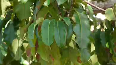 Bertholletia excelsa im Garten pflanzen