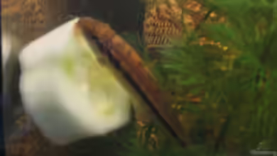 Besatz ok? Gesellschaftsbecken 450 Liter von Fabian Kaasool