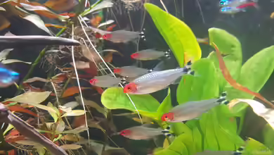 Besatzplanung für ein südamerikanisches Salmleraquarium