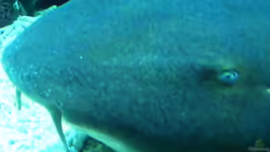 Besinnliche Weihnachten und einen besonders aquariaten Start ins 2011