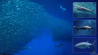 Besuch des Monterey Bay Aquariums in Kalifornien