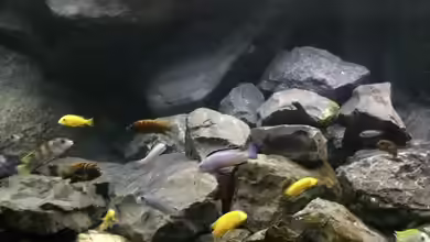 Betrieb 71336 Malawi von Tobias.Neher