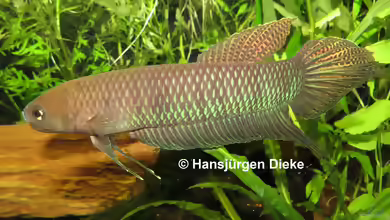 Betta bellica im Aquarium halten