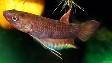 Betta dimidiata im Aquarium halten
