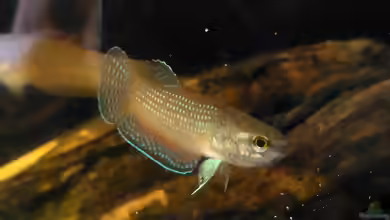 Betta edithae im Aquarium halten