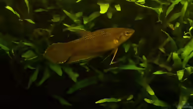 Betta enisae im Aquarium halten