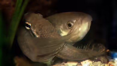 Betta fusca im Aquarium halten