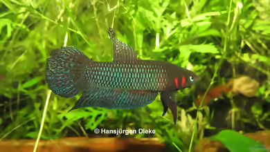 Betta hendra im Aquarium halten