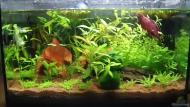 Betta Home von Dori