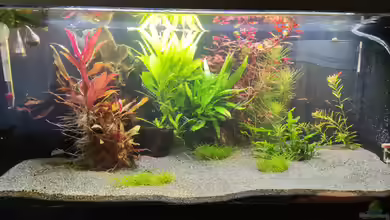 Betta Jungle von Daniel1975Saar
