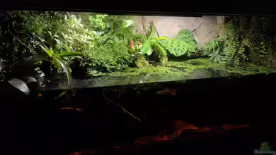 Betta Macrostoma „Paludarium“ von Jaenu00