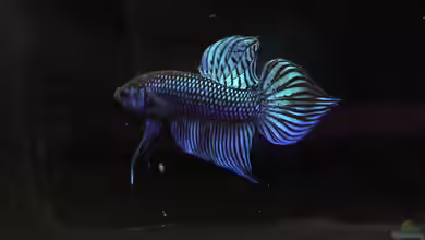 Betta mahachaiensis im Aquarium halten