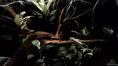 Betta Nature Tank von Niklas Kartzig