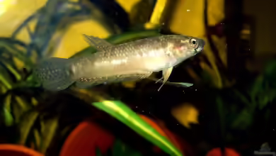 Betta pallifina im Aquarium halten