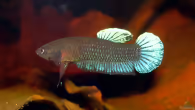Betta persephone im Aquarium halten