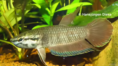 Betta picta im Aquarium halten
