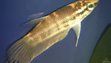 Betta pugnax im Aquarium halten