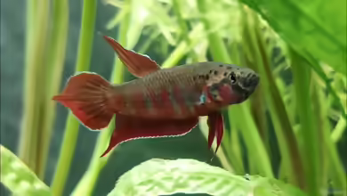 Betta rubra – Friedlicher Kämpfer im Artenportraitn