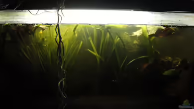 Betta Rutilans - Artenbecken von Orentia