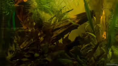 Betta Rutilans, Artbecken von fischgarage