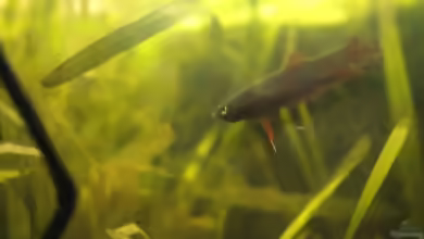 Betta rutilans im Aquarium halten