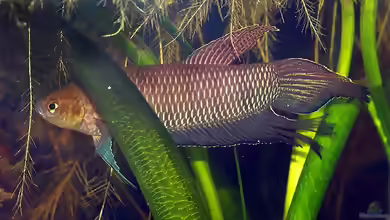 Betta simorum im Aquarium halten