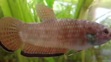Betta simplex im Aquarium halten