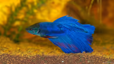 Betta splendens im Aquarium halten