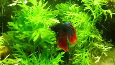 Betta splendens von Launebär