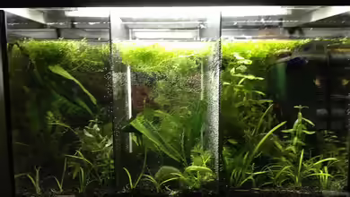 Betta Splendens von Jeany