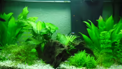 Betta Weibchen in Gesellschaft von schwarzwald