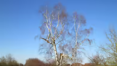 Betula pendula im Garten pflanzen