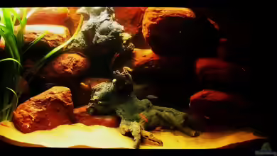 Bewegte Bilder aus ~ Bright Colours of East Africa ~ <°(((((>{