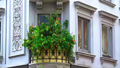 Bienen- und hummelfreundliche Balkonpflanzen: So gestaltest du einen lebendigen und nachhaltigen Balkon