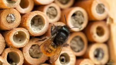 Bienenhotel im Garten - Lebensraum für Wildbienen schaffen und Biodiversität fördern