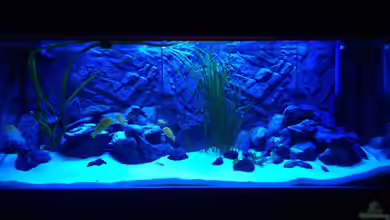 Billy's Tümpel von Ray