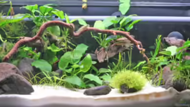 Billybach von Stielauge