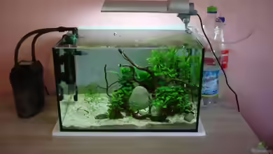 Bio-CO2 für das Aquarium