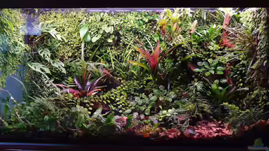Bioaktives Terrarium - Leben im Miniatur-Ökosystem