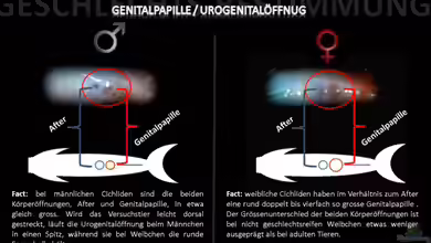 Biologietafel ??? eindeutige Geschlechtsbestimmung bei Cichliden