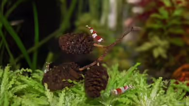 Biologische Helfer im Aquarium - Natürliche Unterstützung für ein stabiles Ökosystem