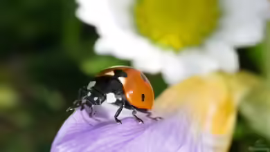 Biologische Schädlingsbekämpfung im Garten: Nachhaltige Methoden für gesunde Pflanzen und ein stabiles Ökosystem