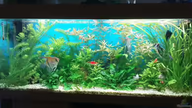 Biotop von Michael Köln