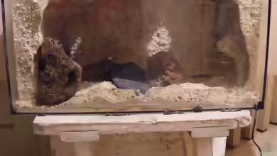 Biotope...oder wie einrichten...???Teil8 -eine Höhle wie im Rio Frio...
