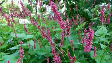 Bistorta amplexicaulis im Garten pflanzen