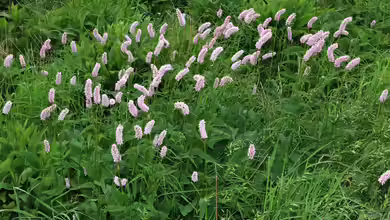 Bistorta officinalis im Garten pflanzen