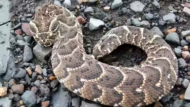 Bitis arietans im Terrarium halten