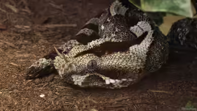 Bitis nasicornis im Terrarium halten