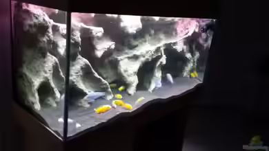 Bjuman's Malawi von Bjuman