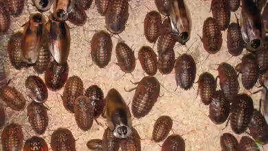 Blaberus craniifer im Terrarium halten